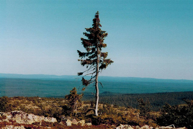 世界上最老的树 Old Tjikko